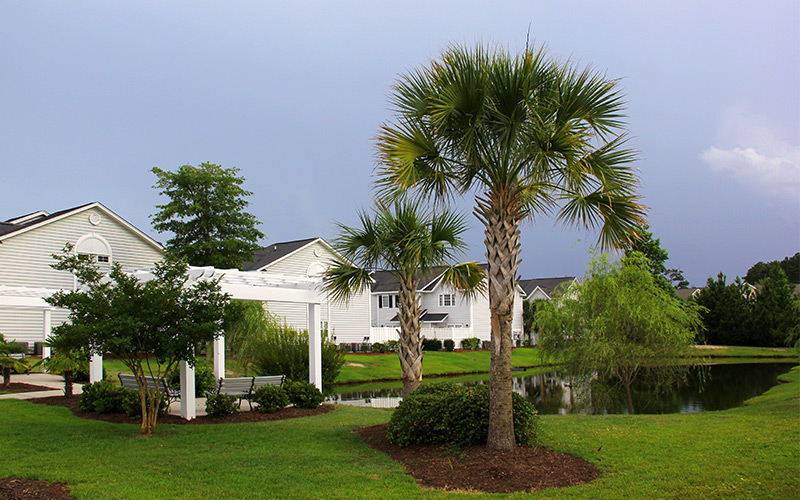 palm trees around a neighborhood loris sc